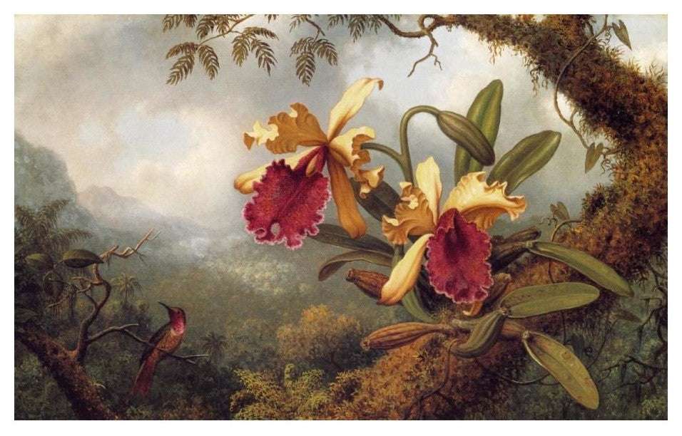 "Orchids And Hummingbird" Digital Paper Print by Martin Johnson Heade, 24"x16"
