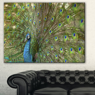 "Beautiful Peacock With Feathers" Animal Canvas Print, 32"x16"