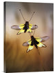 "Owlflies" Stretched Canvas Giclee by Jimmy Hoffman, 12x18"