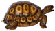 Giant Tortoise Turtle Fountain Brown Finish Bronze Statue 24" x 38" x 16"H