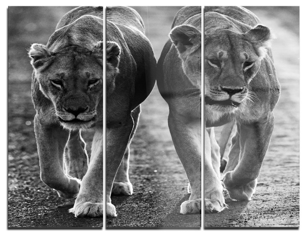 "Lions in Black and White" Photo Metal Wall Art, 3 Panels, 36"x28"