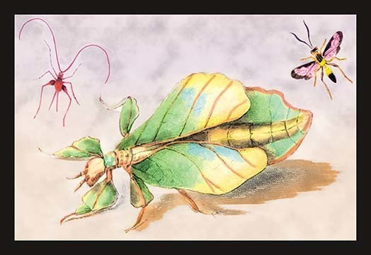 Chevrons Insect Three Insect Examples - Paper Poster 20