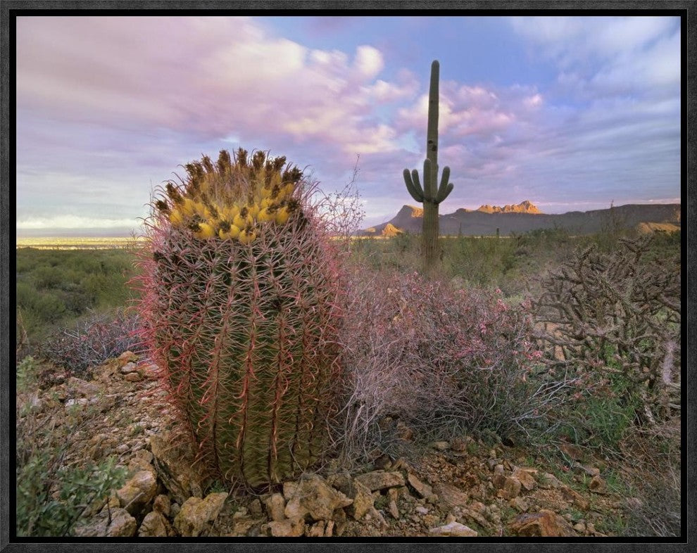 Saguaro and Giant Barrel Cactus, Saguaro National Park, Arizona, 16"x12"