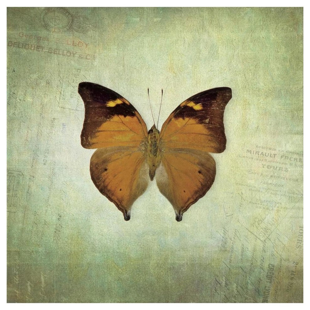 "French Butterfly VII" Digital Paper Print by Debra Van Swearingen, 20"x20"