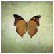 "French Butterfly VII" Digital Paper Print by Debra Van Swearingen, 20"x20"
