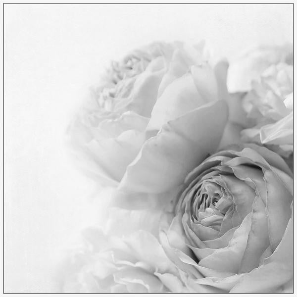 "Roses II" Floater Framed Painting Print on Canvas, 40"x40"