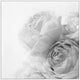 "Roses II" Floater Framed Painting Print on Canvas, 40"x40"