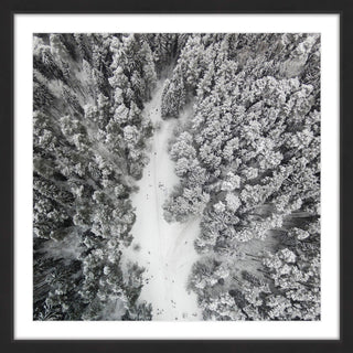 "Path Among Giants" Framed Print by Karolis Janulis