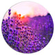 Summer Sunset Over Lavender Field, Floral Disc Metal Wall Art, 36"