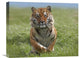 "Siberian Tiger Running, Native To Russia" Artwork, 20" x 16"