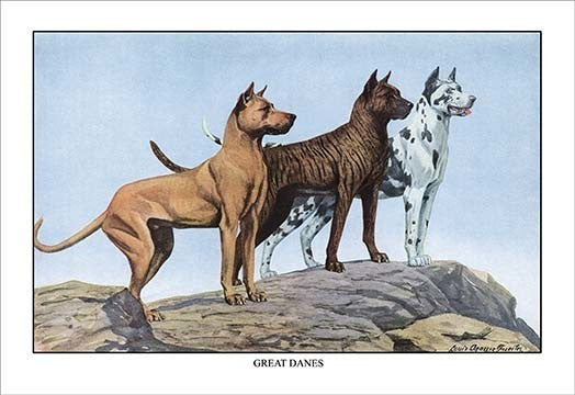 Great Danes - Gallery Wrapped Canvas Art 28" x 42"