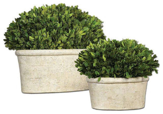 Oval Domes Preserved Boxwood, Set of 2