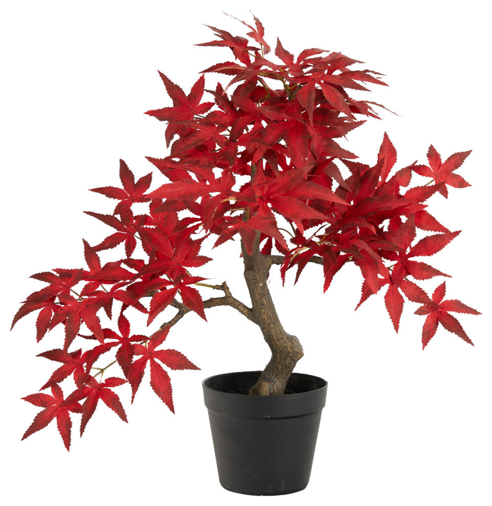 20" Autumn Maple Bonsai