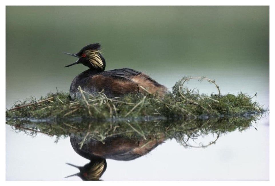 "Black-necked Grebe calling, incubating eggs, North America" Paper Art, 26"x18"