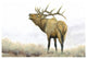 "Majestic Elk Brown" Digital Paper Print by James Wiens, 26"x18"