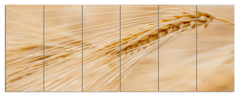 Cereal Plants Barley, Floral Canvas Art Print, 70"x28", 6 Panels