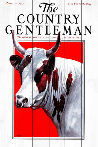 "CG Bull" Painting Print on White Wood