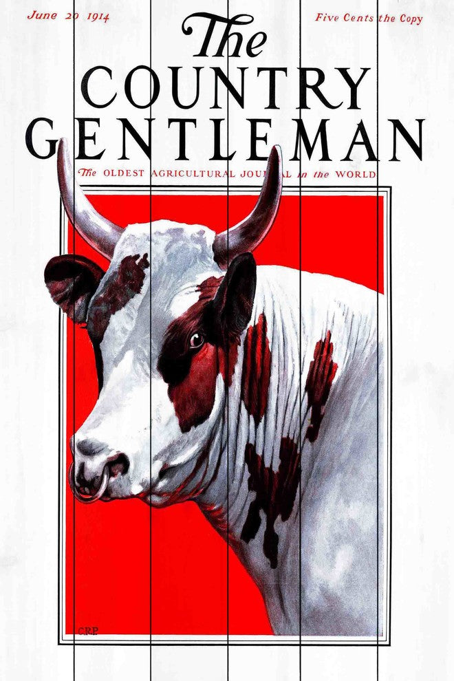 "CG Bull" Painting Print on White Wood