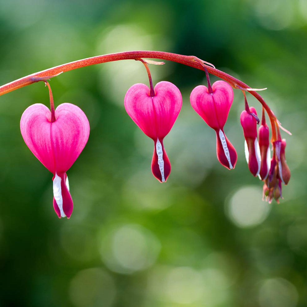 Old Fashioned Bleeding Hearts (Pink)- 2 Bare Roots