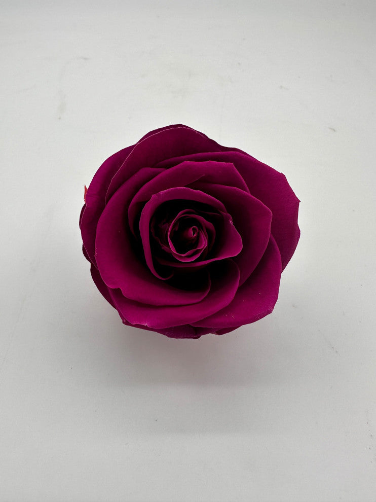Regular Preserved Roses, Set of 8, Velvet Plum