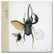 Nick Bantock 'Morph Insects' Canvas Art, 35x35