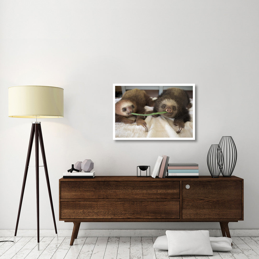 "Hoffmann's 2-toed Sloth babies, Aviarios Sloth Sanctuary" Paper Art, 38"x26"