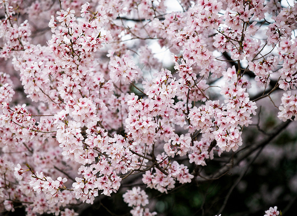 "Sakura" Canvas, 32"x44"
