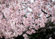 "Sakura" Canvas, 32"x44"