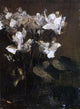 Henri Fantin-Latour Flowers Cyclamens, 21"x28" Wall Decal Print
