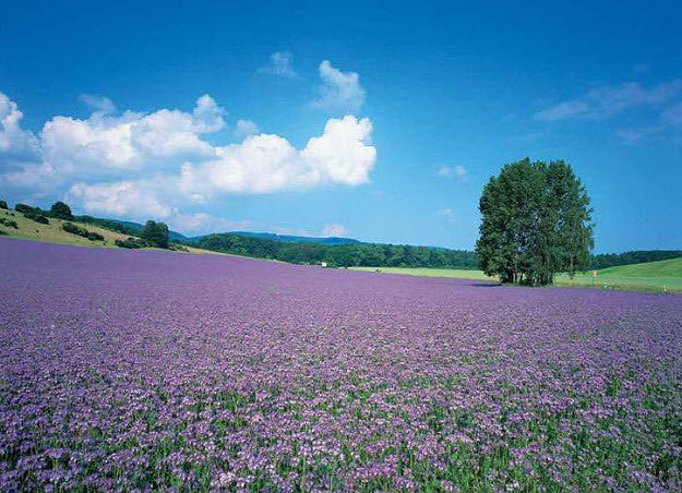 Lavender Plantation Wall Mural