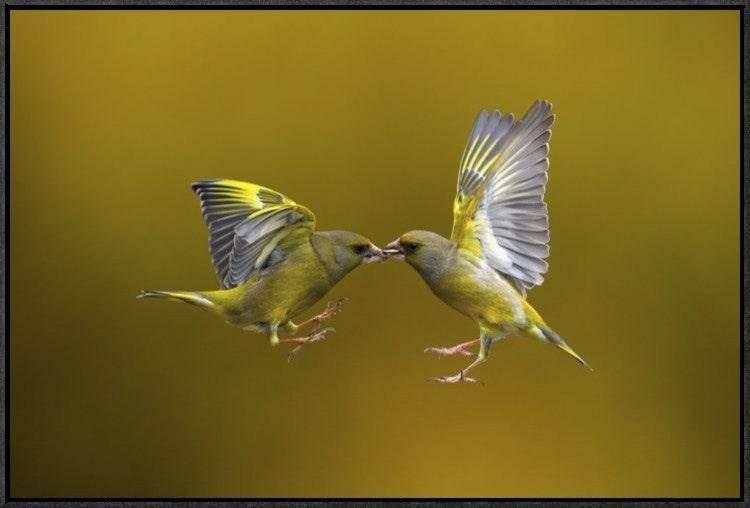 Flying Kiss, 30"x20"