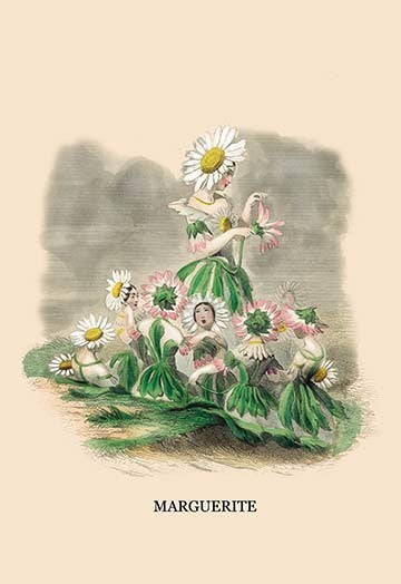 Marguerite - Paper Poster 20" x 30"