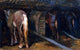 Ruggero Panerai Horses in a Stable, 18"x27" Wall Decal