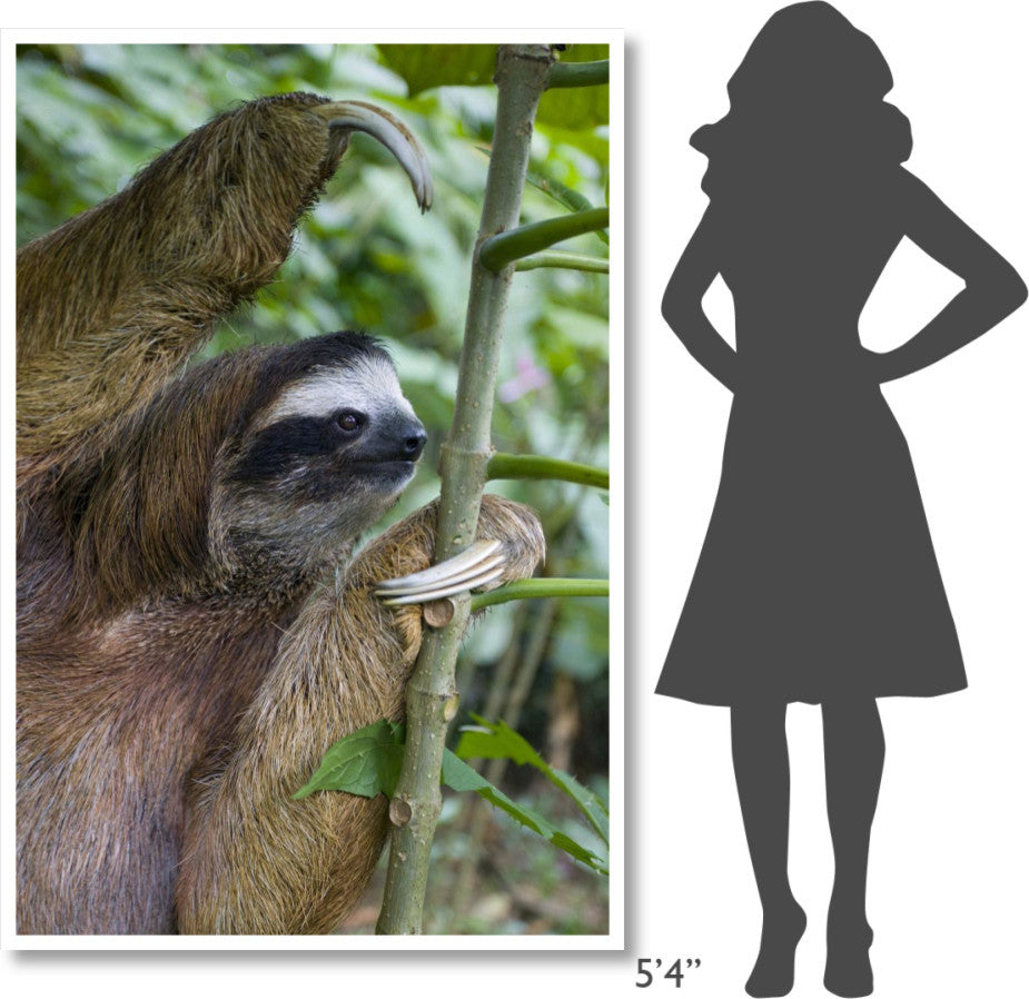 "Brown-throated 3-toed Sloth male, Aviarios Sloth Sanctuary" Paper Art, 42"x62"