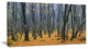 Dark Woods in Autumn Forest, Modern Forest Canvas Art, 32"x16"