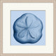 Sea Specimin 5, Giclee Reproduction Artwork