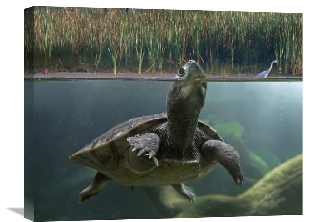 "Turtle Breathing At Surface, Jurong Bird Park, Singapore" Artwork, 24" x 18"