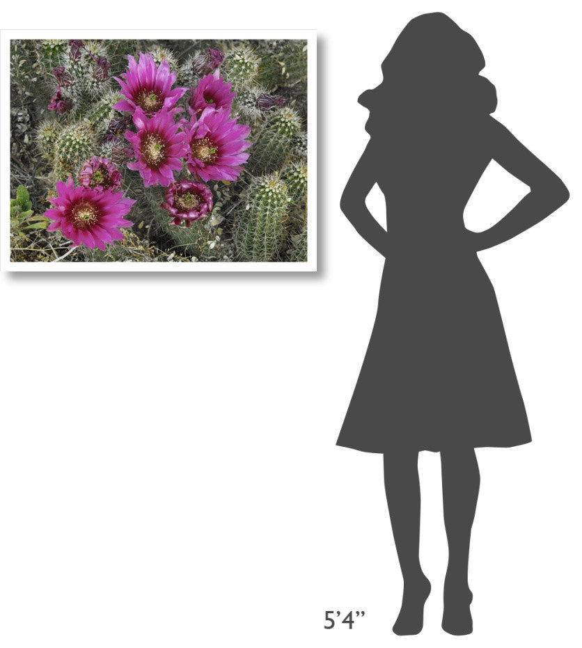 "Hedgehog Cactus flowering, Arizona" Paper Print by Tim Fitzharris, 34"x26"