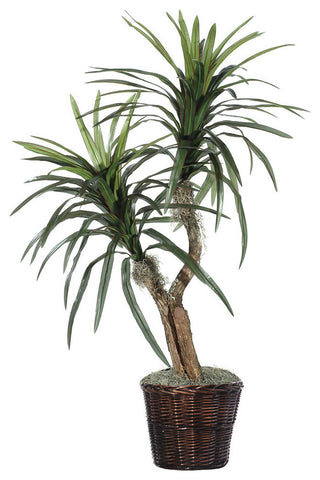 Shows entire plant with two trunks in a white background; front-facing product image with no text.