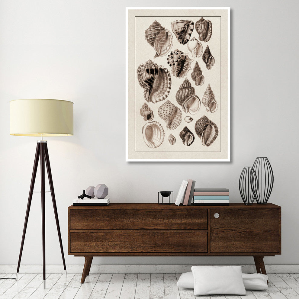 "Shells: Purpurifera (Sepia)" Digital Paper Print by G.B. Sowerby, 42"x62"