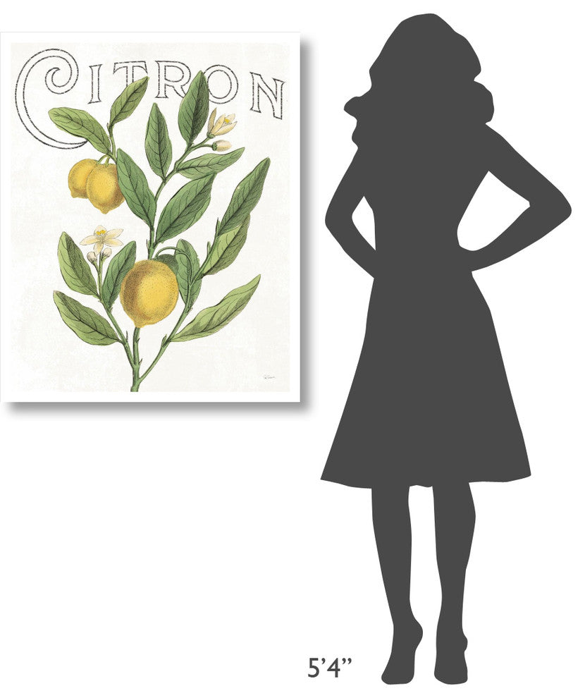 "Classic Citrus V" Digital Paper Print by Sue Schlabach, 30"x37"