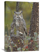 "Great Horned Owl Perching On Snag, British Columbia, Canada" Artwork