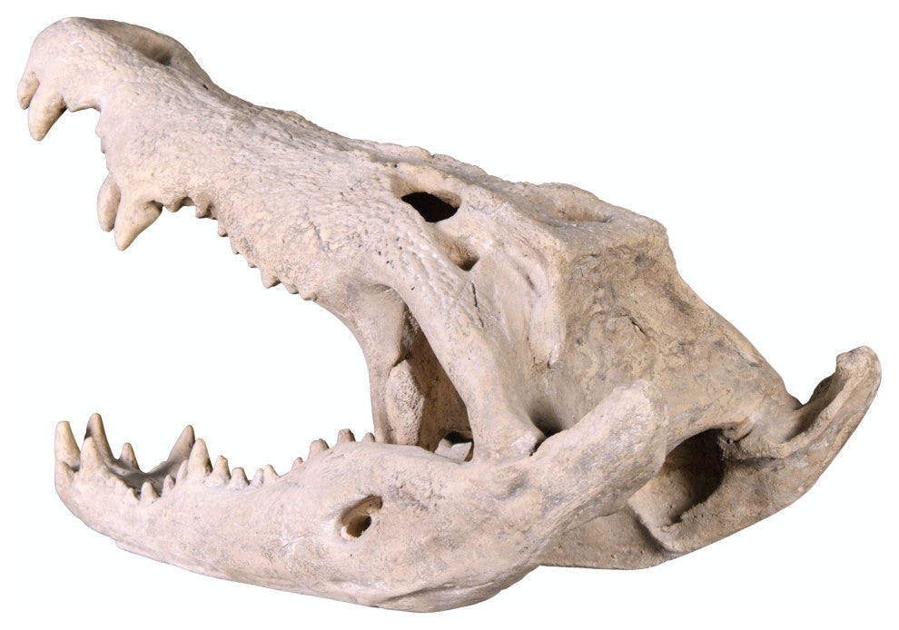 Crocodile Skull Sculptural Artifact