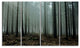 Gloomy Sunrays in Dark Forest, Landscape Canvas Art Print, 48"x28", 4 Panels