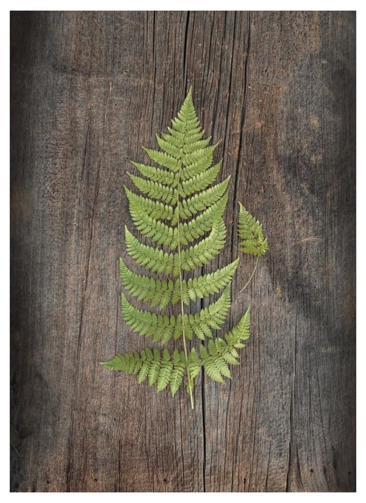 "Woodland Fern IV" Digital Paper Print by Sue Schlabach, 14"x18"