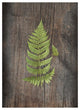 "Woodland Fern IV" Digital Paper Print by Sue Schlabach, 14"x18"