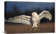 "Snowy Owl Adult Amid Dry Grass, British Columbia, Canada" Artwork