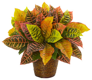 Clean white background, full front-facing view of the plant in a basket; matches primary product criteria.