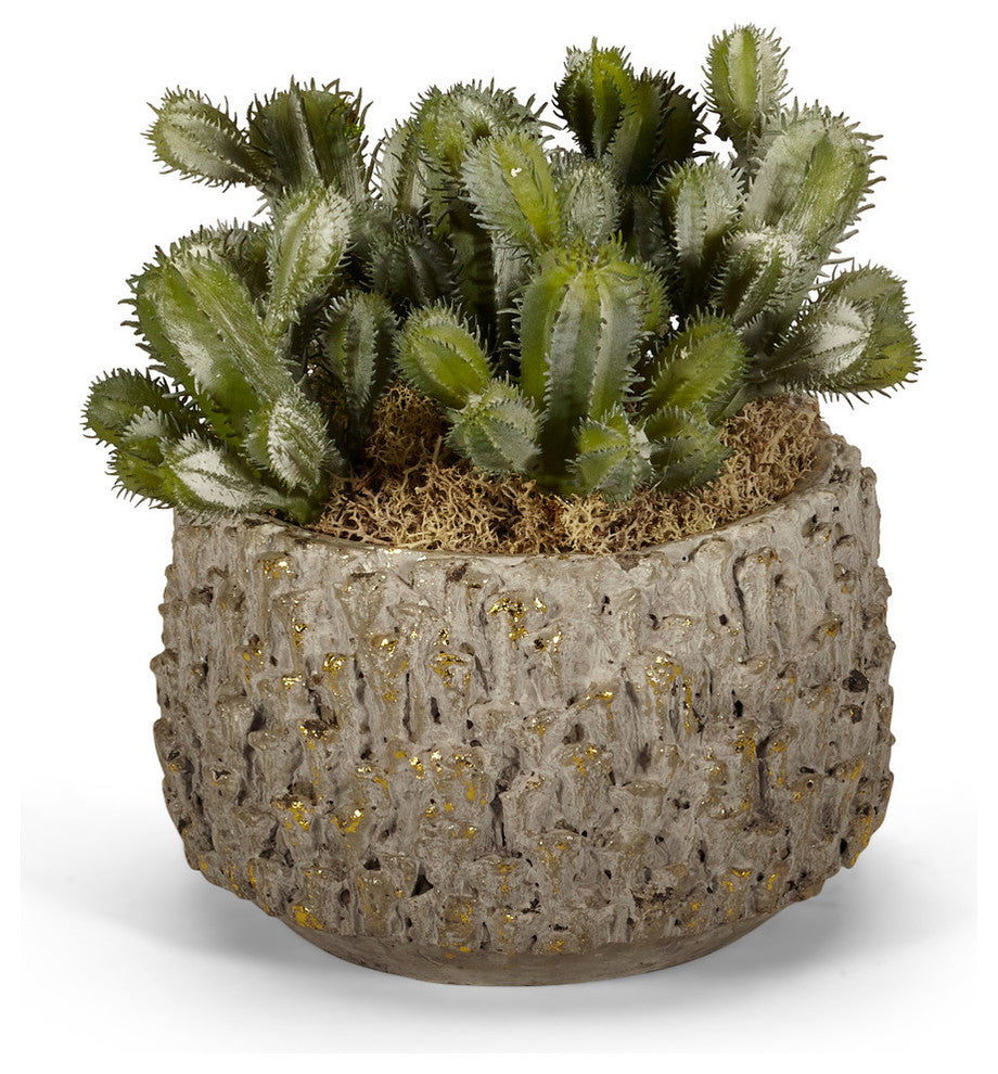 Baby Cactus in Clay Pot