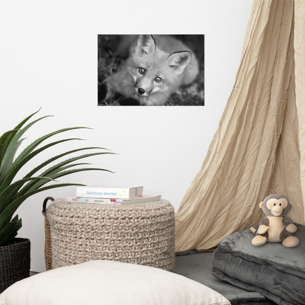 Young Red Fox Face Black & White Animal Wildlife Photograph Loose Wall Art Print, 12" X 18"